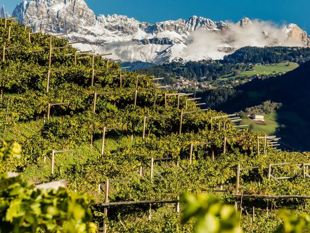 小众之美|AltoAdigeDOC上阿迪杰