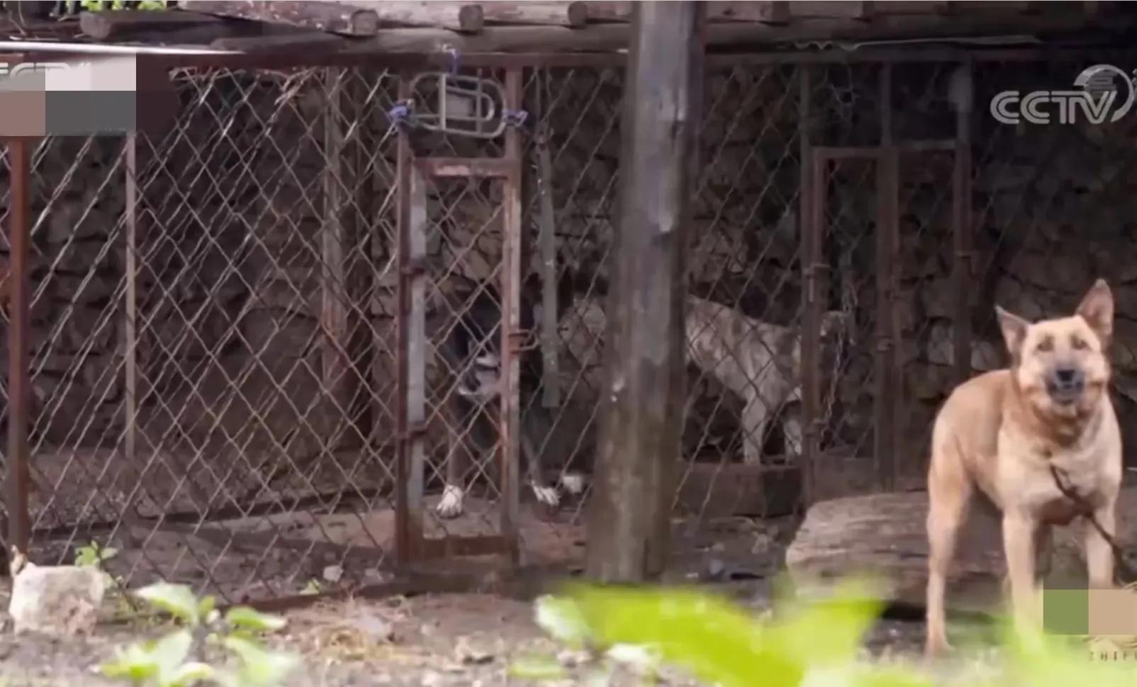 辽宁男子承包5800亩山林,靠种植林下参,如今一年收入上千万