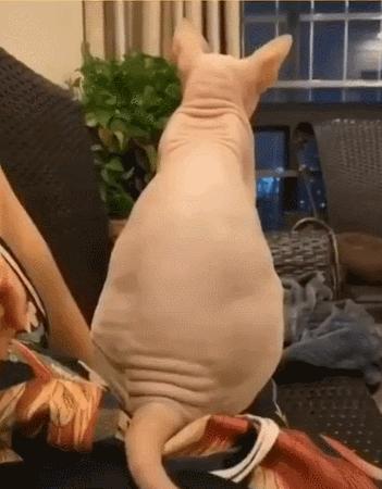 这几种猫千万要养,不建议养的10种猫有哪些