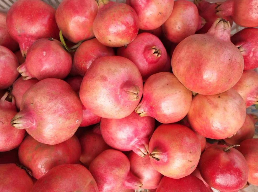 当我请出秋天的“顶榴”，阁下该如何应对？