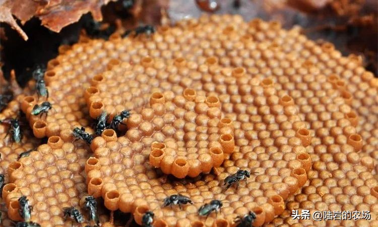 盘点市面五种常见蜂巢