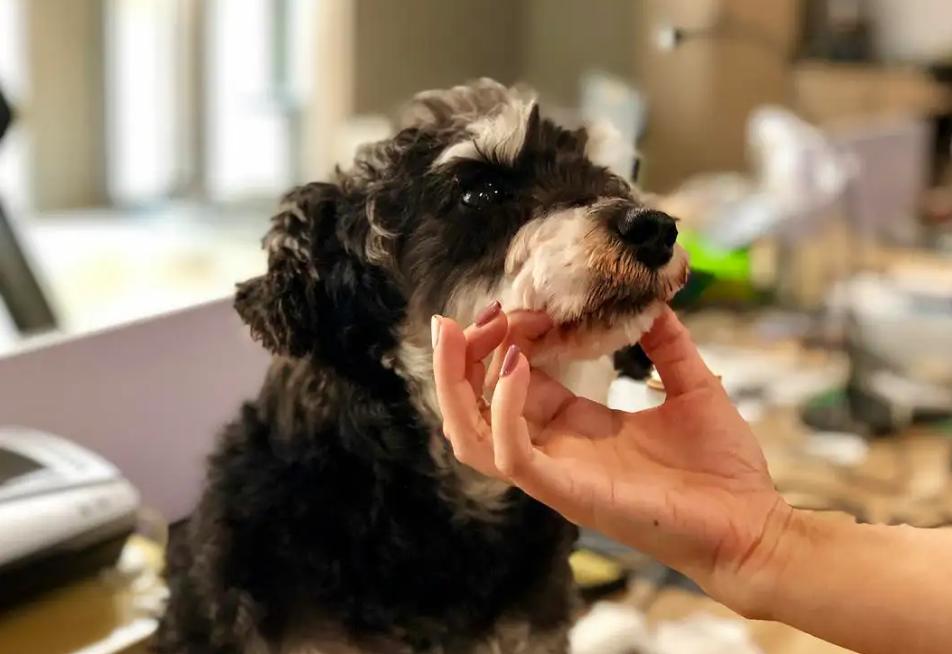 雪纳瑞为什么会把屎拉在窝里,雪纳瑞一定要好好对待自己的狗子