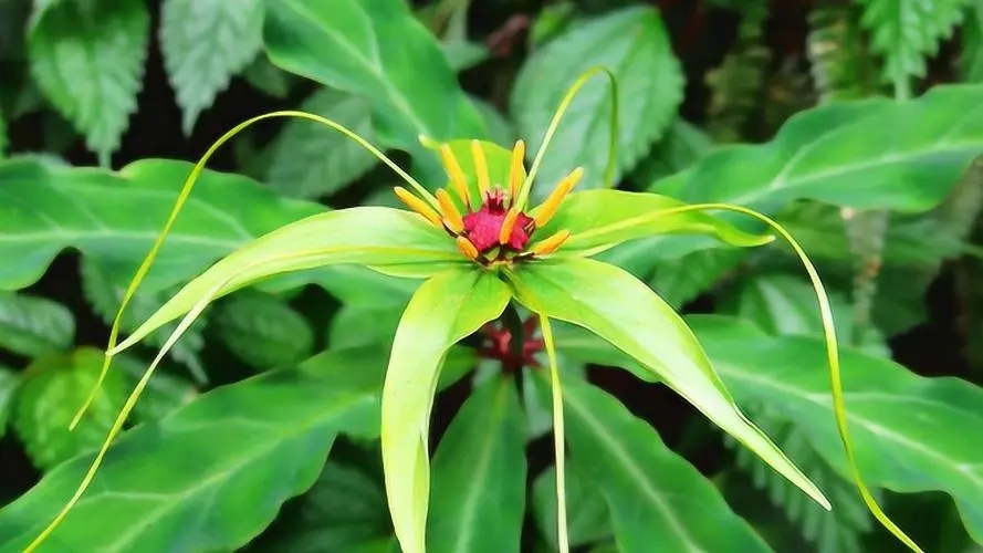 蛇会怕什么？这种东西只要沾上一点，蛇就会毙命，不敢钻进家里来