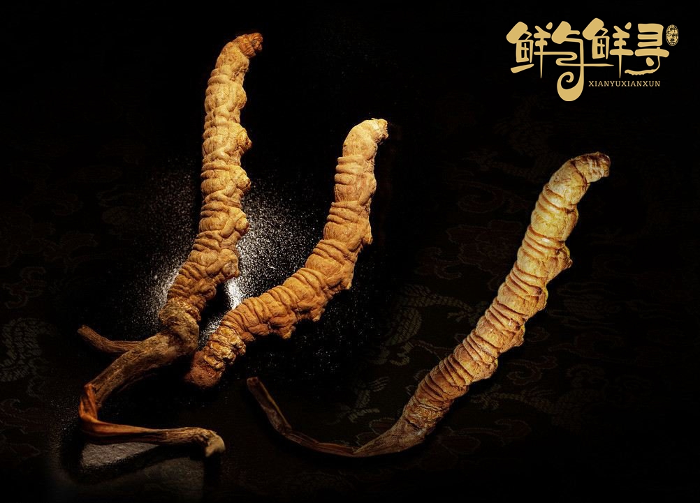 冬虫夏草怎么分辨野生,冻干虫草和野生虫草功效一样吗