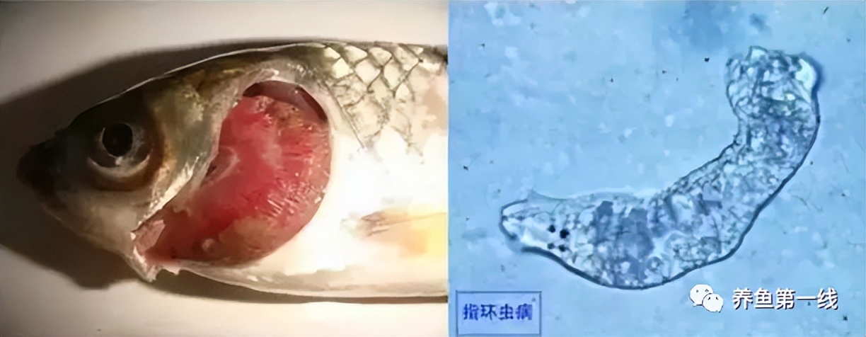 鱼常见的寄生虫以及症状,怎么区分鱼身上的钉虫和孢子虫