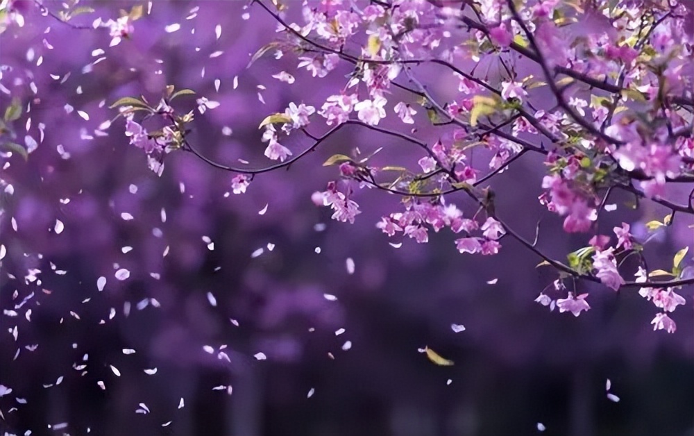 梦里花落知多少小说,梦里花落知多少小说在线阅读