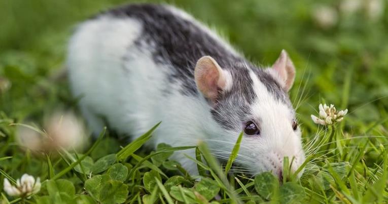 眼镜王蛇吞掉了条蟒蛇,眼镜王蛇生吞