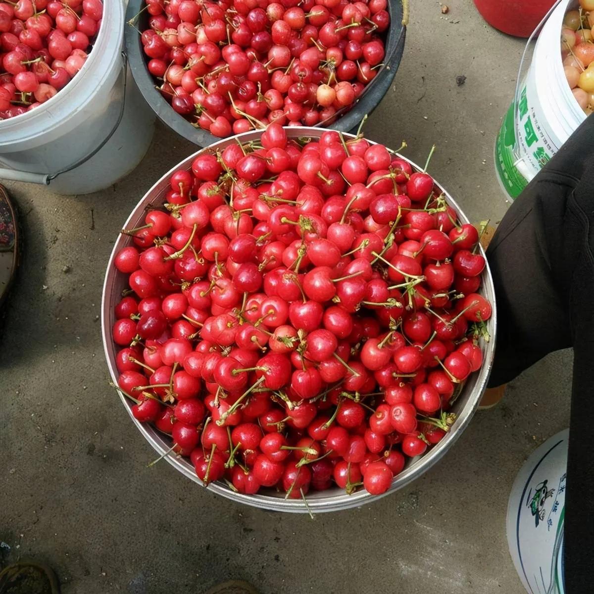 最好吃最甜又大又红的樱桃,吃过大樱桃的大汇总
