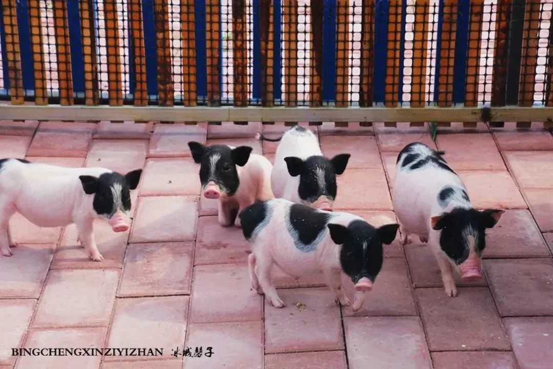 湿地可以开发什么旅游项目,黑龙江旅游必去十大湿地排名