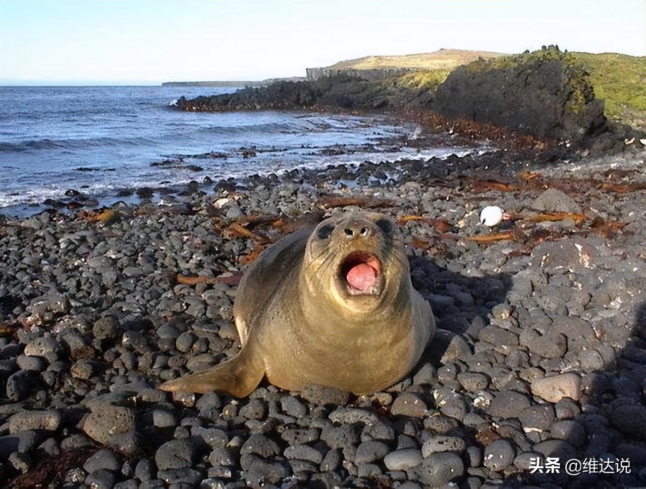 爱德华王子群岛,南非爱德华王子群岛有人吗