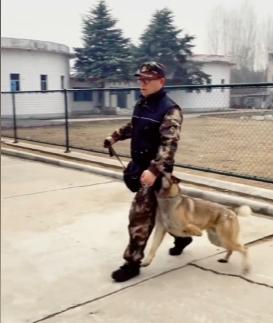 警犬巴顿有多凶猛,帅网红警犬巴顿训练视频