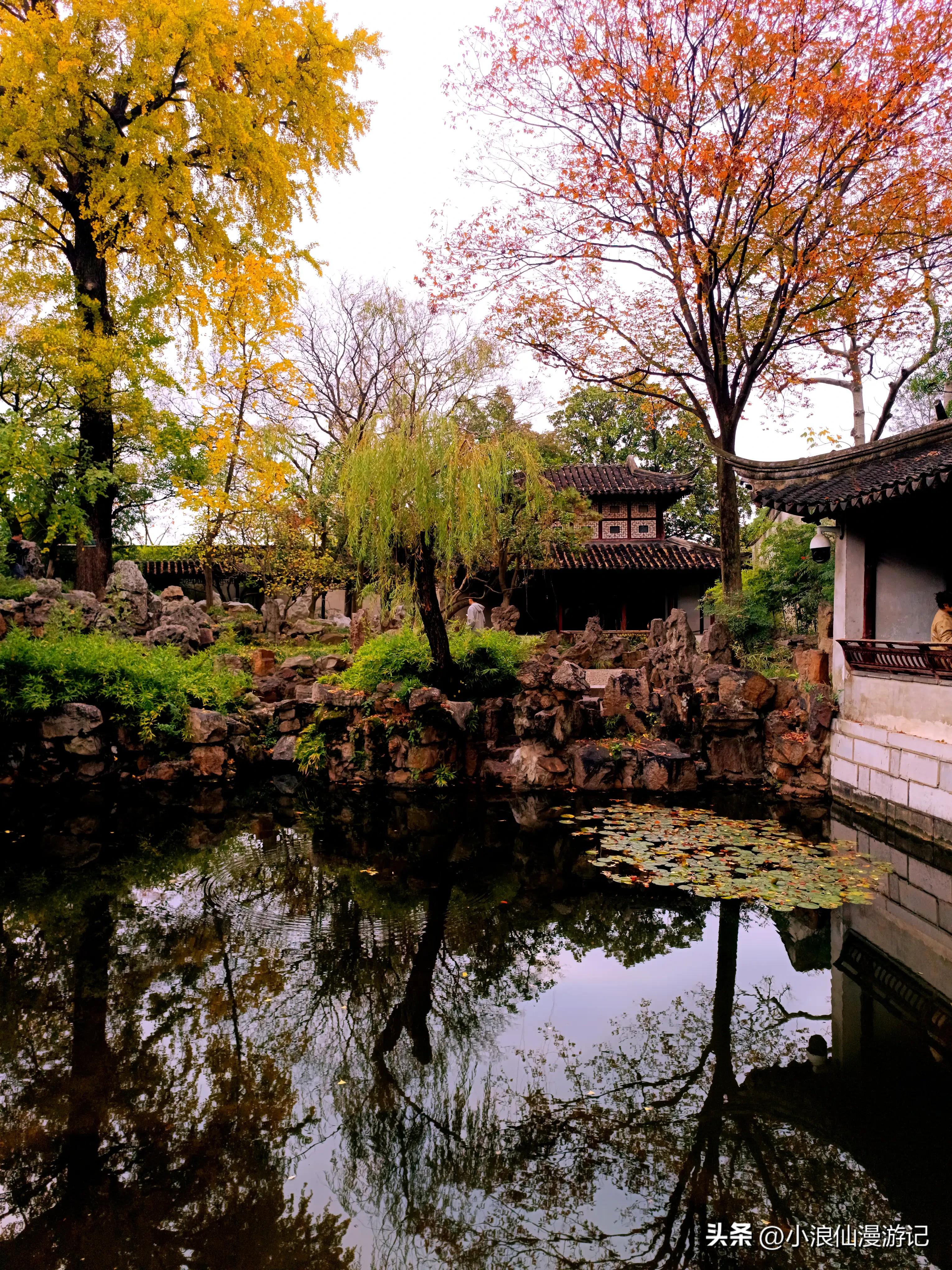 苏州园林拙政园银杏,苏州千年银杏和百年银杏