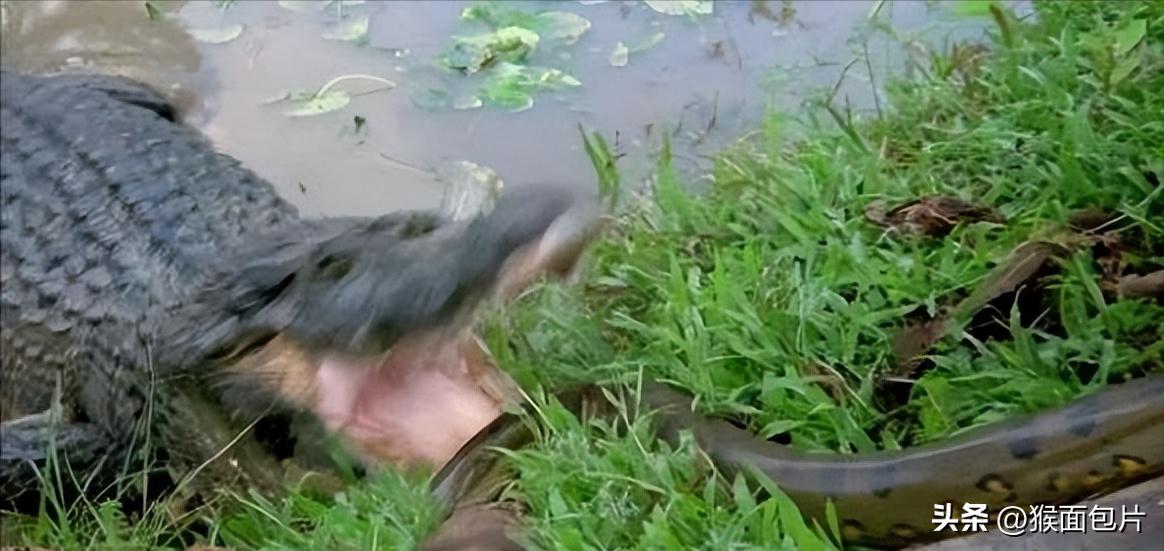 亚马逊雨林生存100天,亚马逊雨林生存楚河