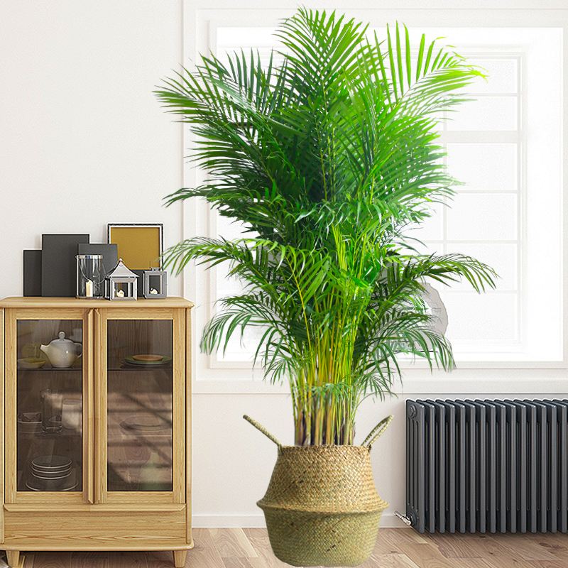 喜阴最好养的10种花,杜鹃花喜阴还是喜散光