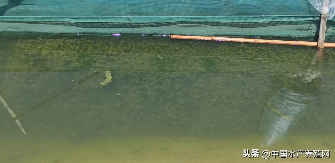 养蟹一亩能挣多少钱,养1亩鱼塘螃蟹的利润