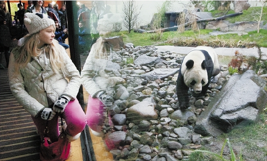 租大熊猫挣钱吗,租熊猫的钱可以造航母吗