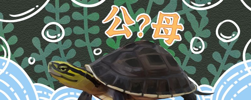 养殖场乌龟养殖技术和方法,龟的养殖方法和成本