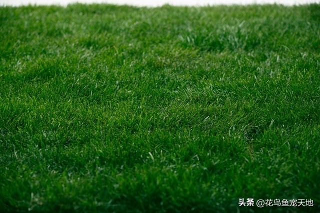 新种草皮的维护,新铺设草皮怎么养护