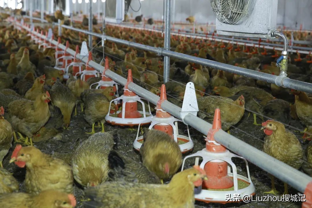 跟着广播看乡村,跟着老乡看乡村振兴