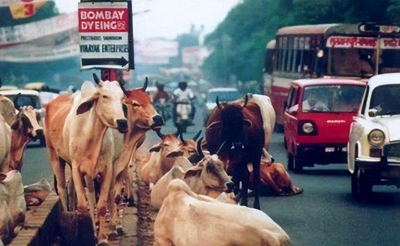 印度除了不吃牛肉还不吃什么肉,印度人不吃牛肉去哪里了