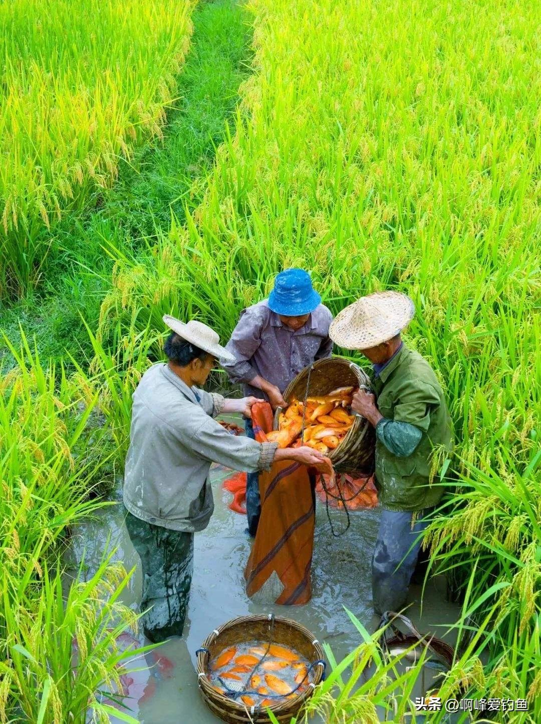 肉质金黄的鲤鱼是什么养出来的,鲤鱼什么品种好养又好看