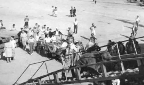 唯一参加过二战的棕熊与士兵训练,参加二战的俄罗斯熊