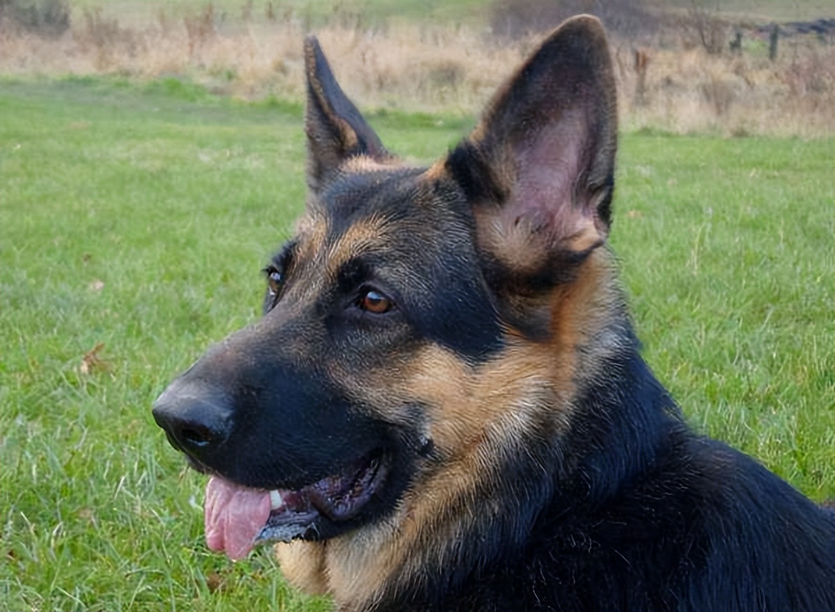 狗狗的灵性有哪些表现,狗界中六种智商比较低的狗狗