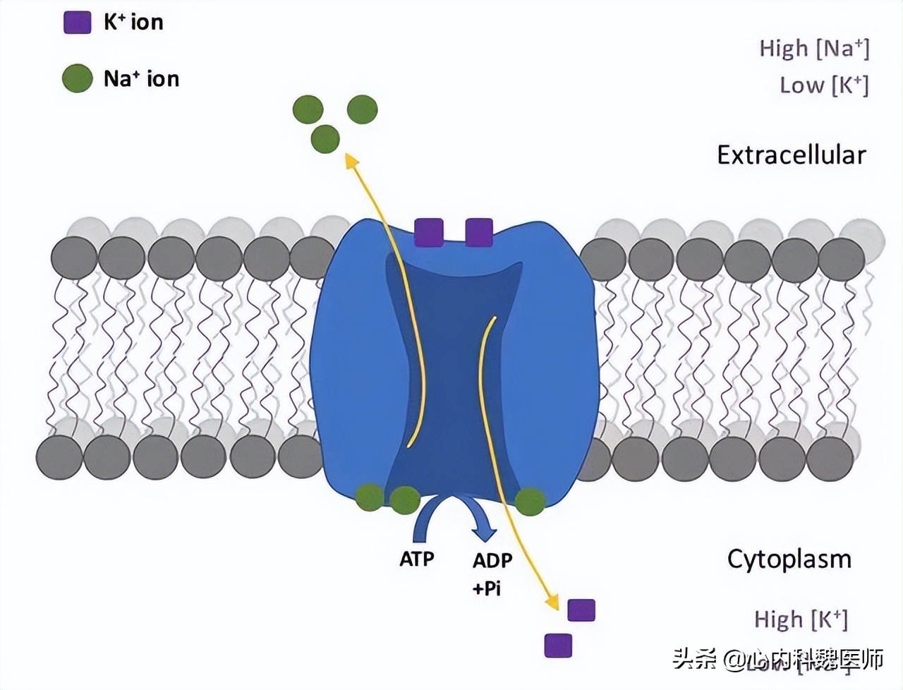 吃什么降压药会引起缺钾,吃降压药导致缺钾身体8个症状