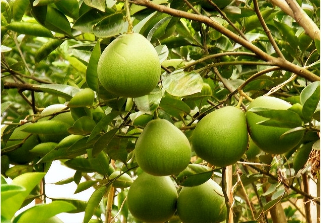 农民大哥智慧高，看他果树上挂瓶子如何实现一箭三雕