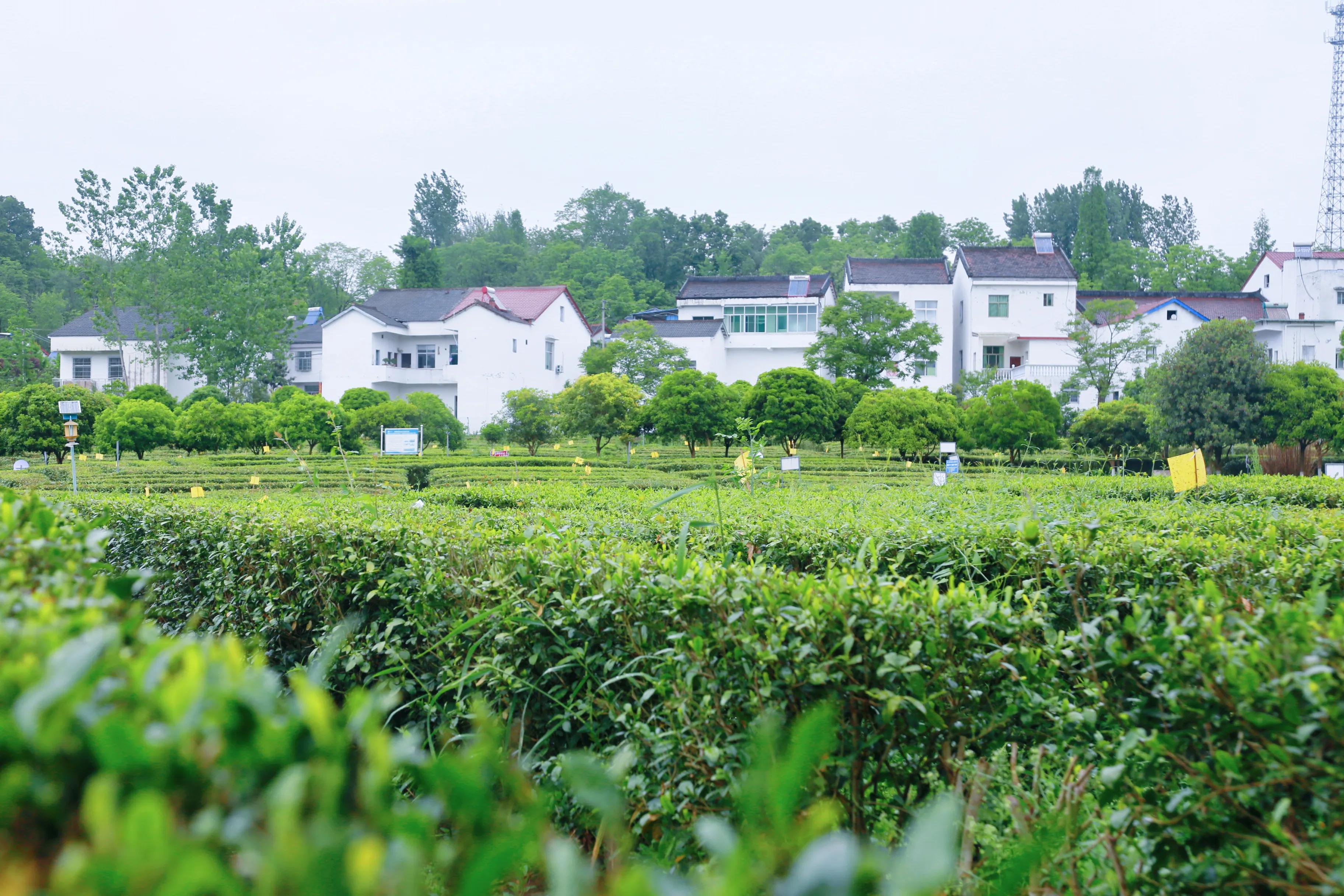 西乡县最美茶乡,西乡最美茶园