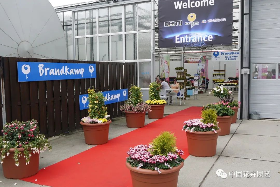 鑺卞崏鍝佺灞曠ず,鏂颁紭鑺卞崏鍝佺灞曠ず