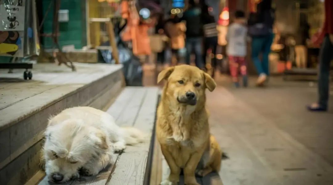 宠物诊所给狗看病贵吗,狗看病有多贵