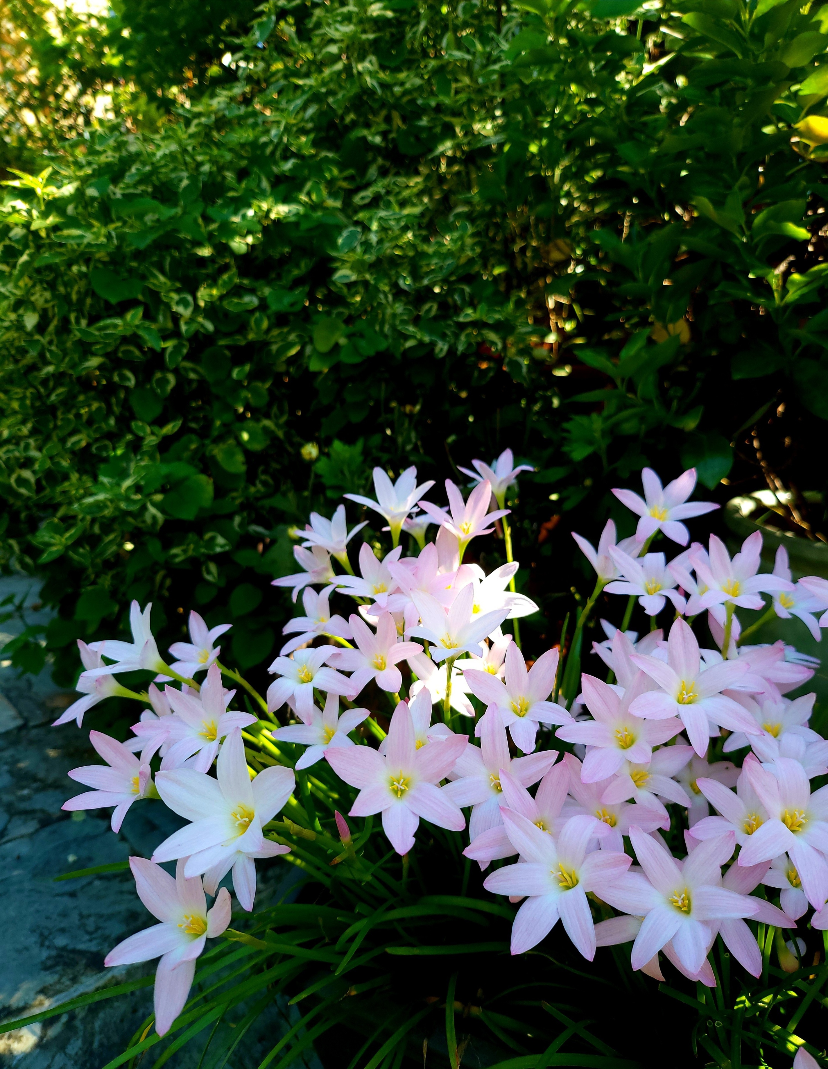 浪漫且美丽好养的花,初恋适合养的花