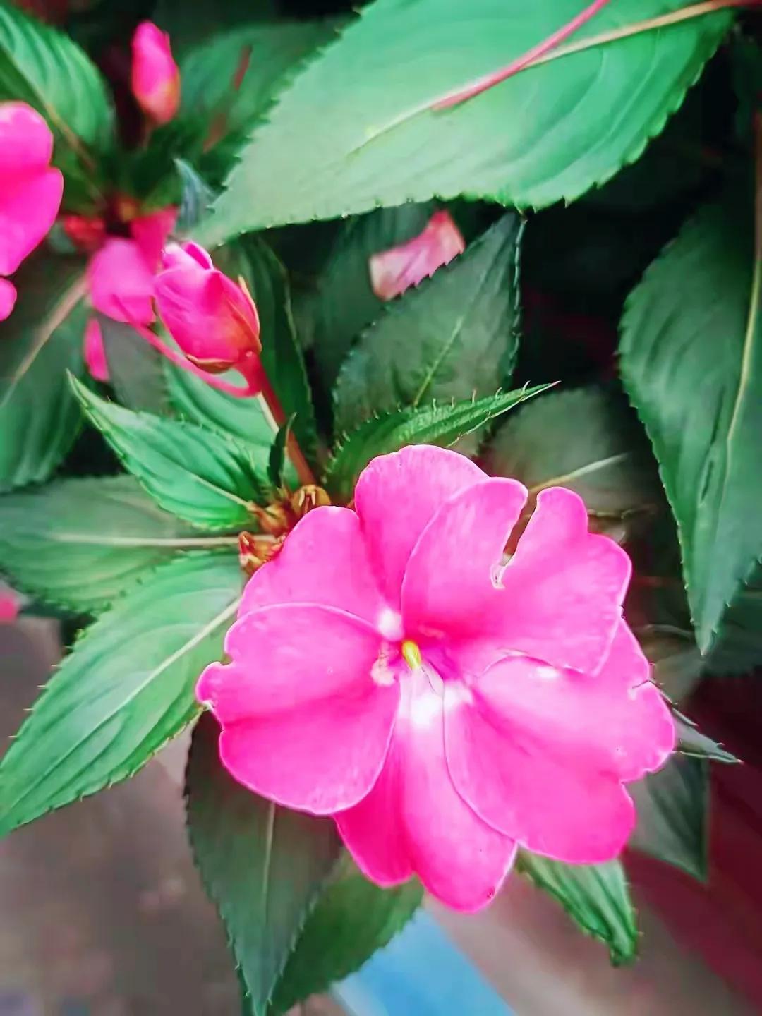 美丽五颜六色的凤仙花,七月最美的花景视频素材