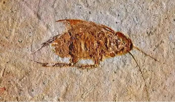 家里的蟑螂越来越多怎么消灭蟑螂,根除蟑螂有什么特效药和妙招