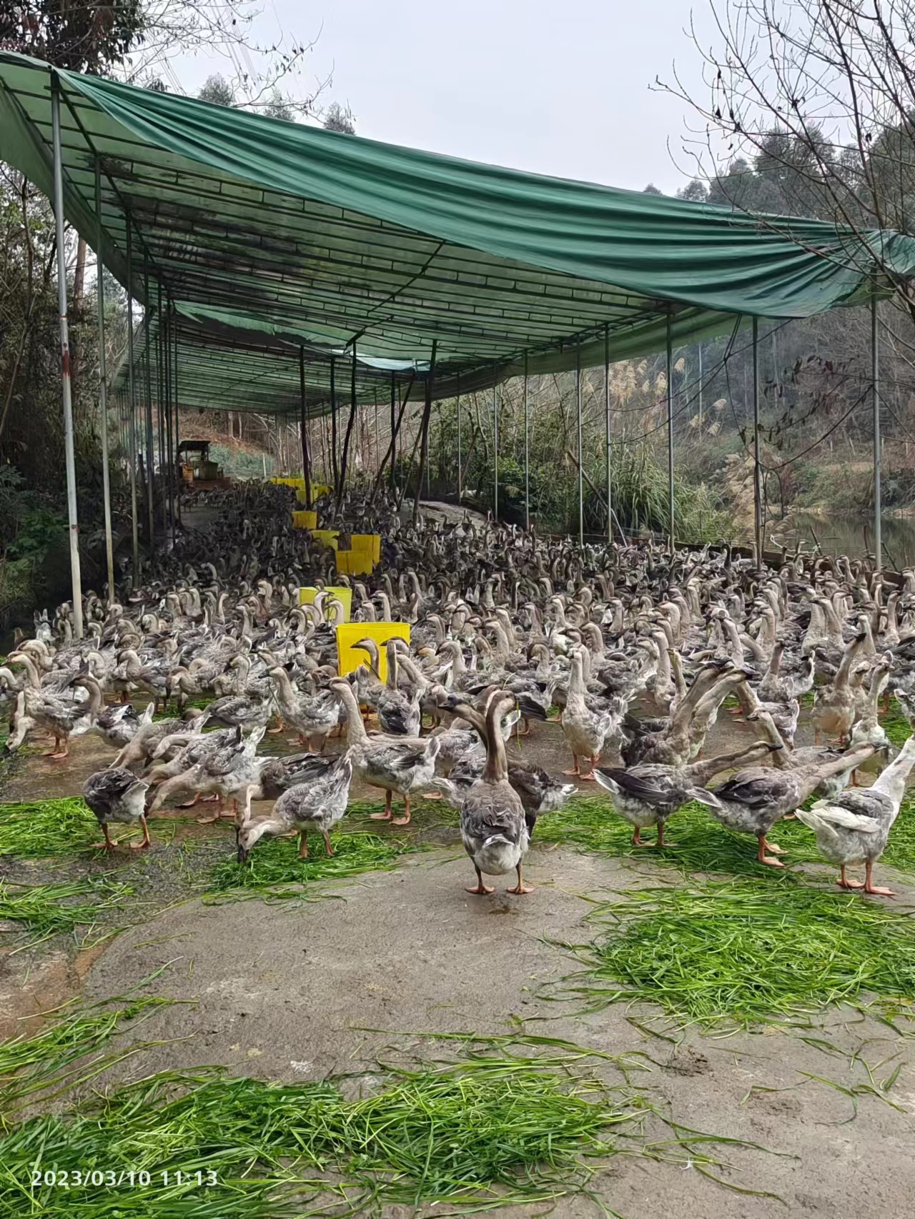 养鹅的前景和方法,养殖养鹅的基本知识有哪些