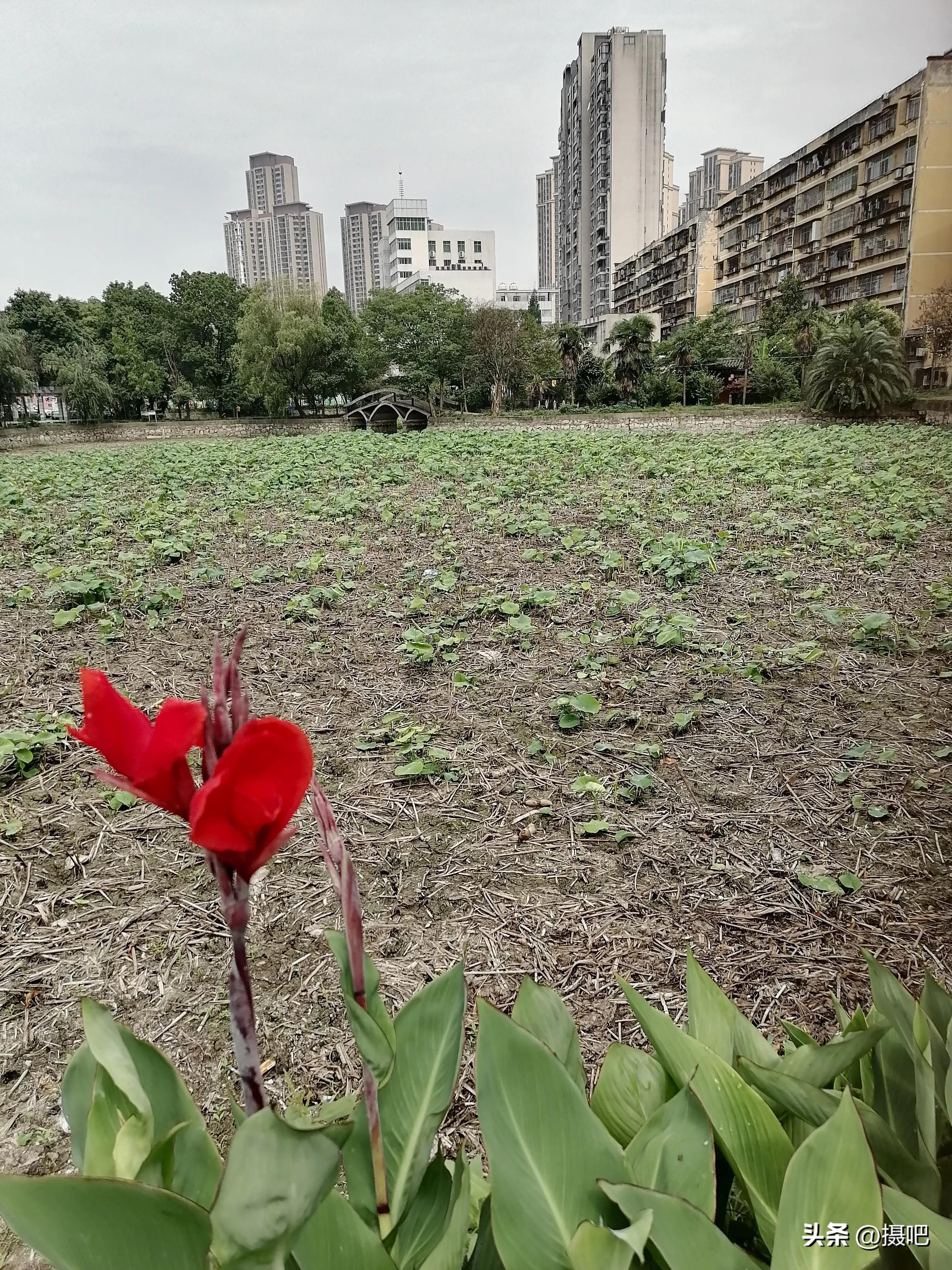 特大新鲜粽叶,大粽叶长在什么地方
