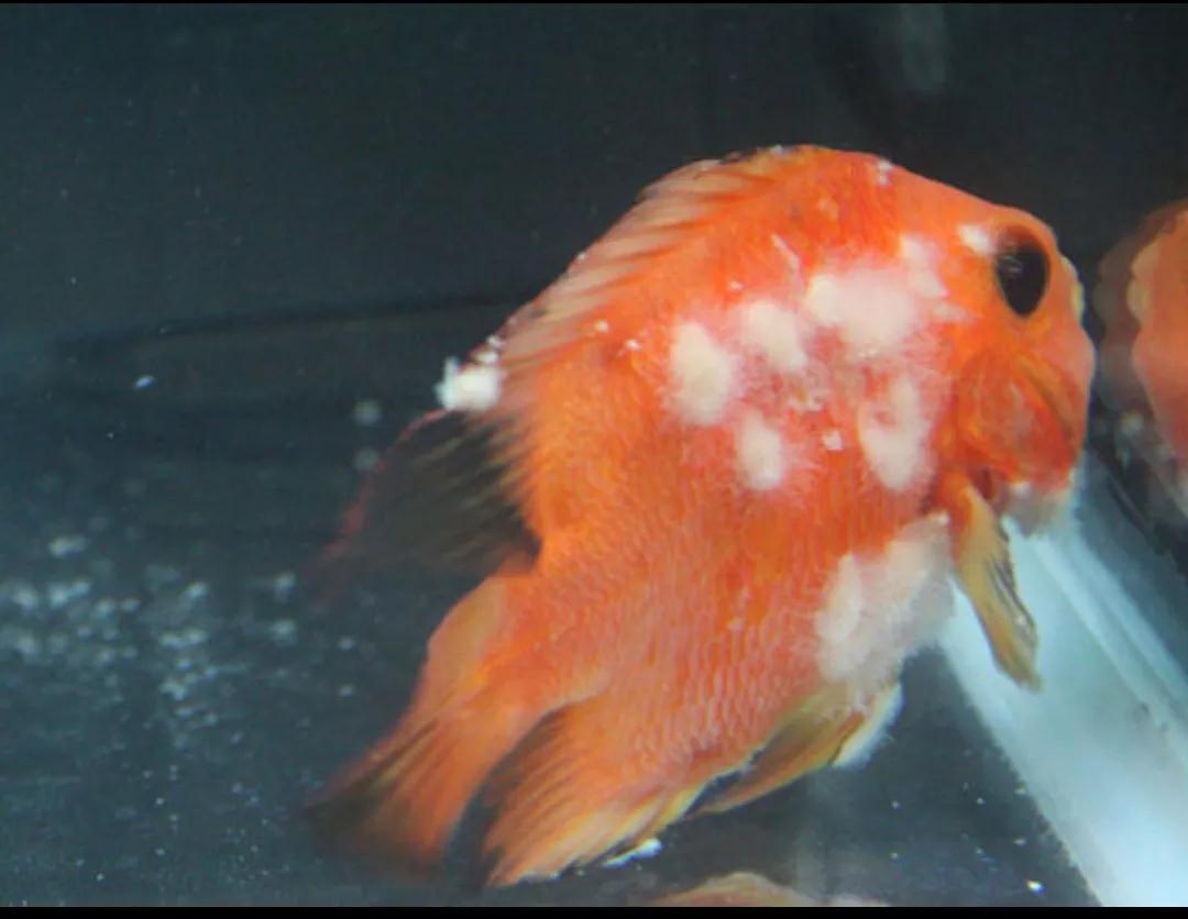 水霉病最快的彻底解决方案,水霉病可以治愈吗