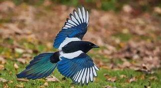 面包夹知识,面包夹心冷知识