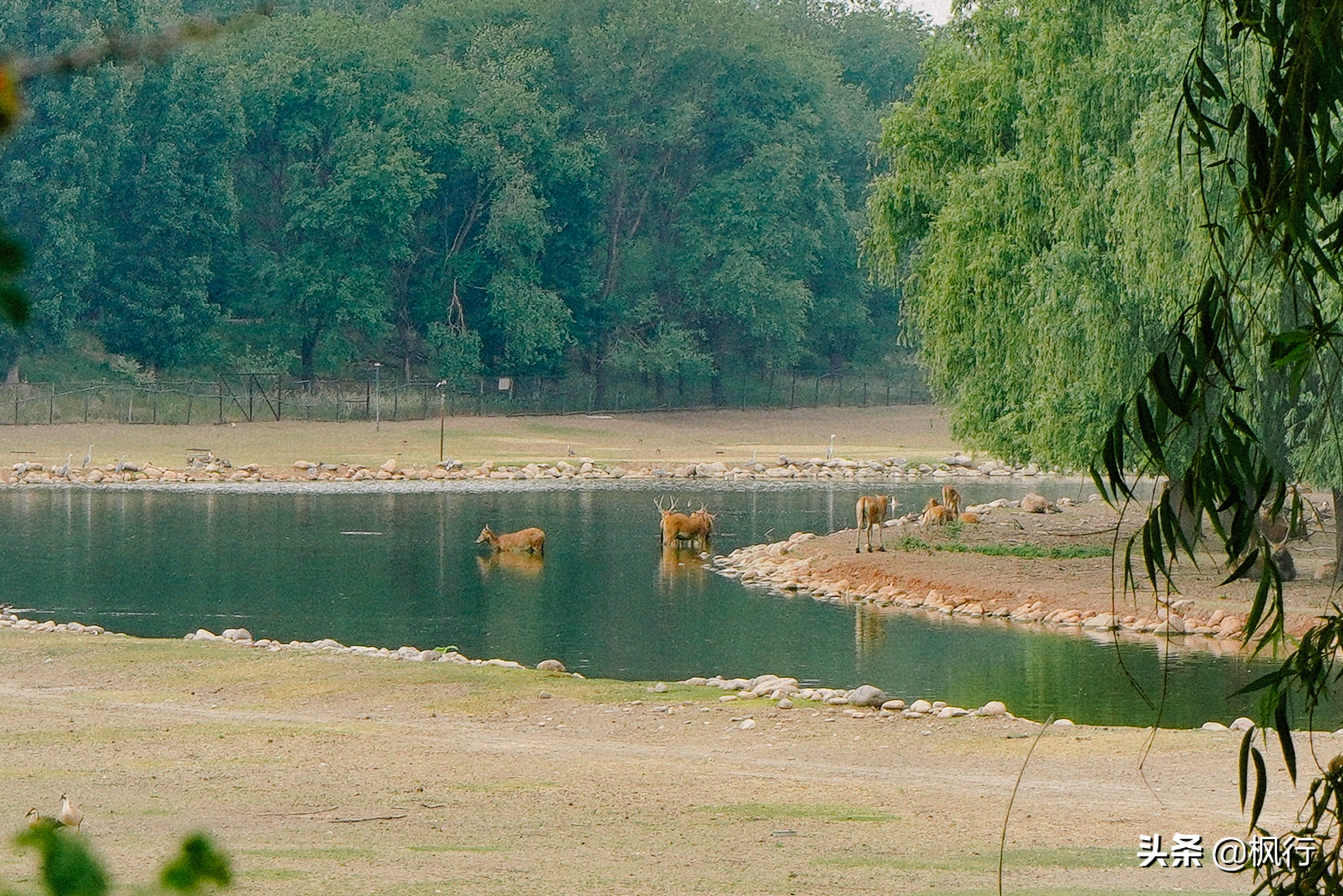 平替奈良小鹿,南海公园奈良小麋鹿