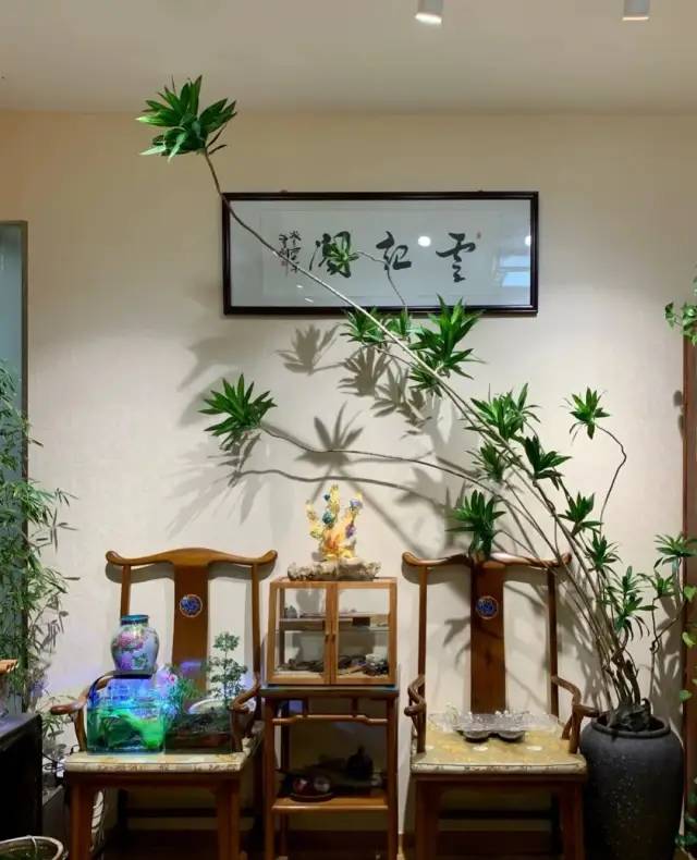 室内绿植软装搭配案例怎么摆,绿植与轻奢结合的软装搭配