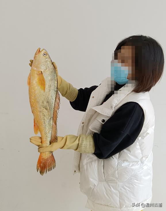 温州渔民捕获8.7斤野生大黄鱼,温州天价野生大黄鱼