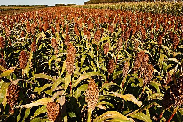 高粱种子图片大全,大片高粱成熟图片