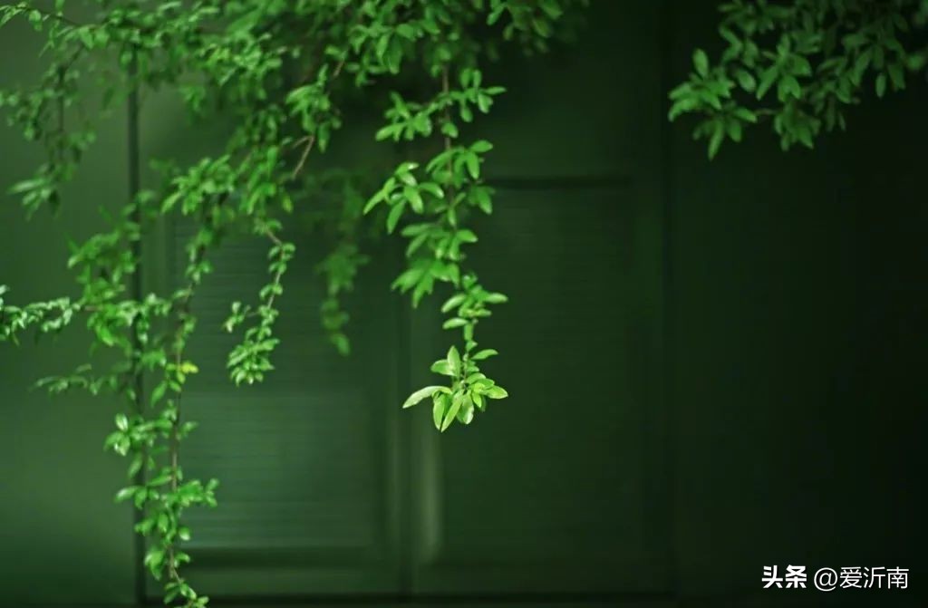 十首绝美夏天诗词大全,微雨过小荷翻榴花开欲然全诗