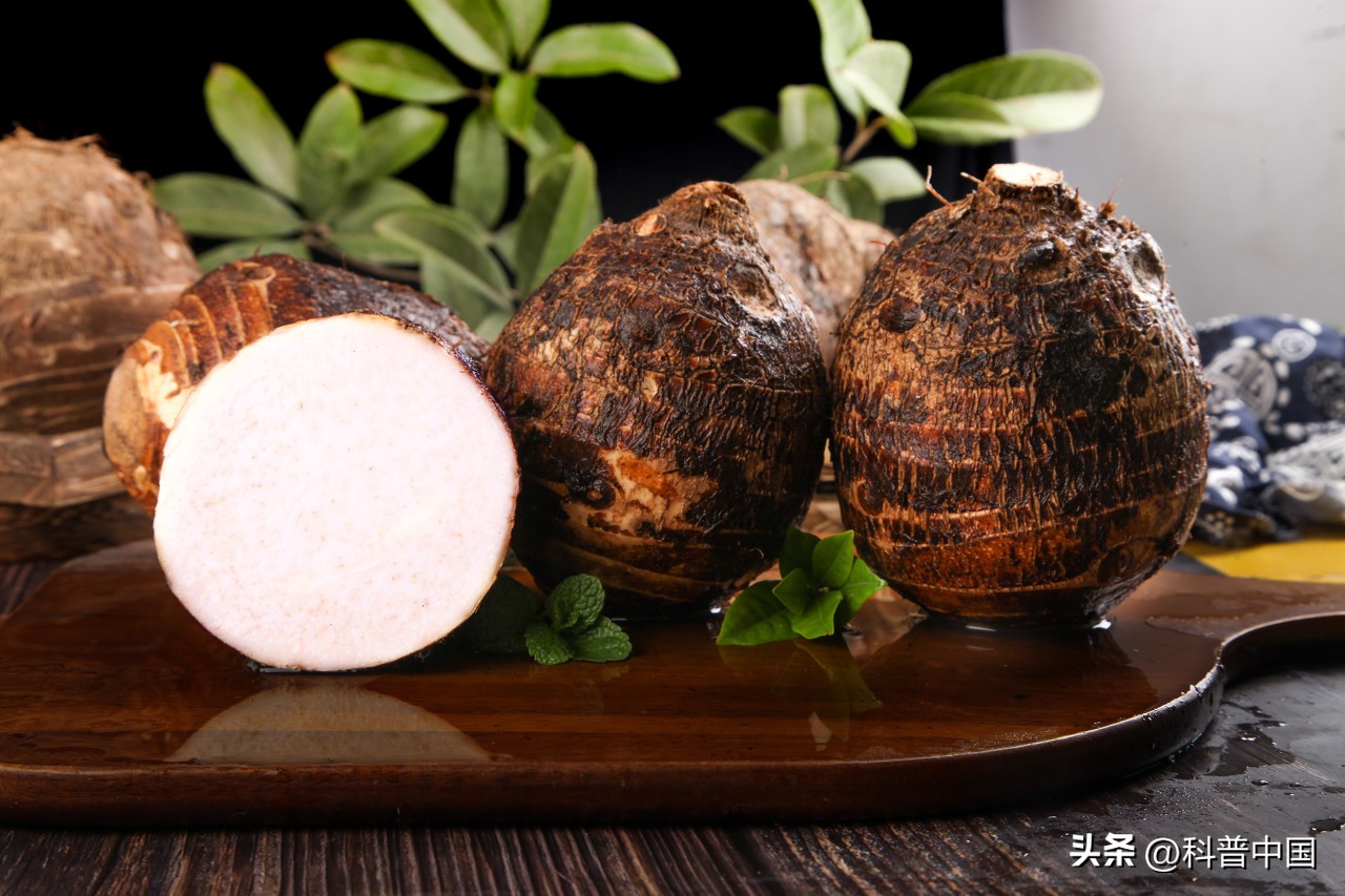 野芋为什么有毒,白芋毒性