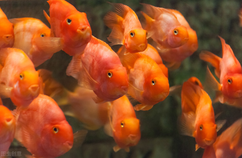 祝福朋友们虎年大吉年年发大财,祝福大家虎年大吉年年发大财