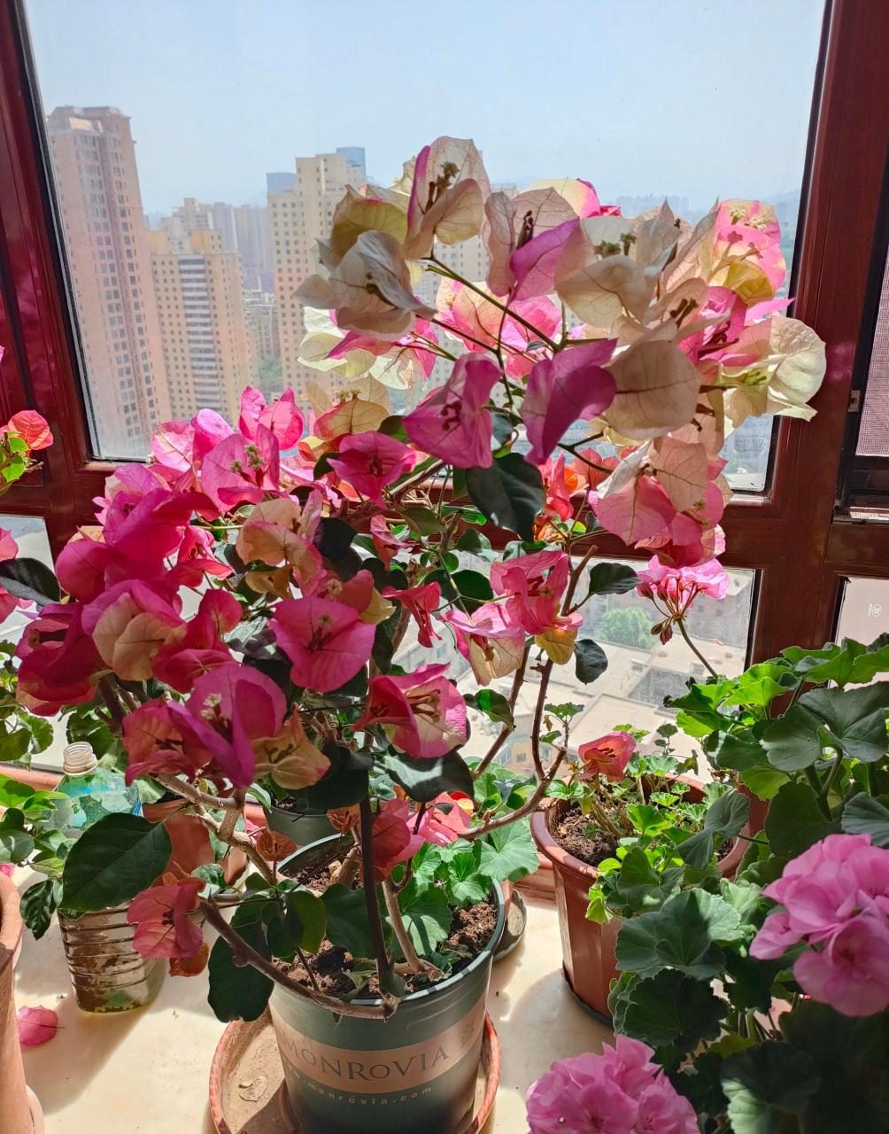 10种公认最好养的花三角梅,十种勤花三角梅