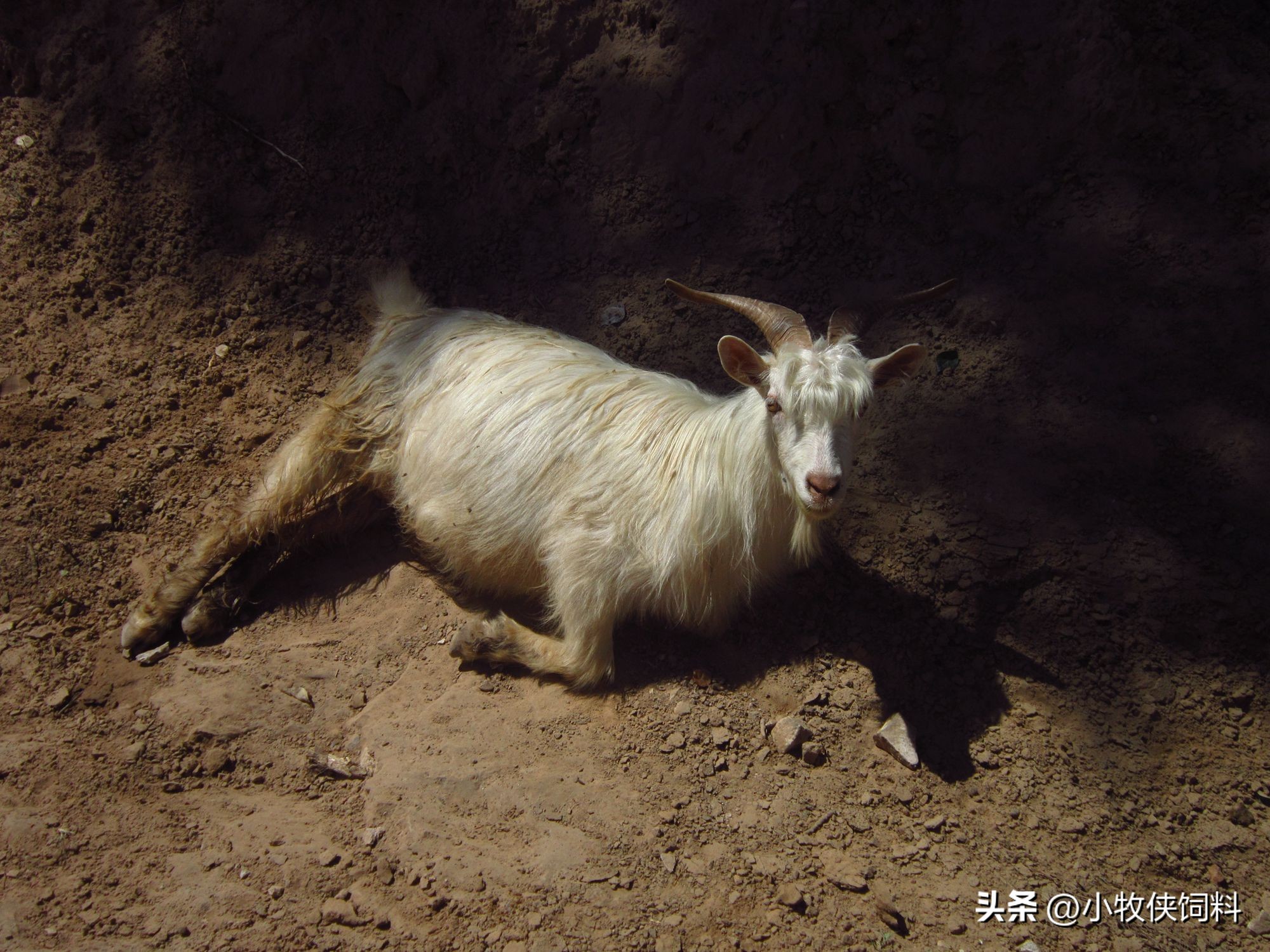 母羊子宫脱出难产怎么治,母羊子宫脱出