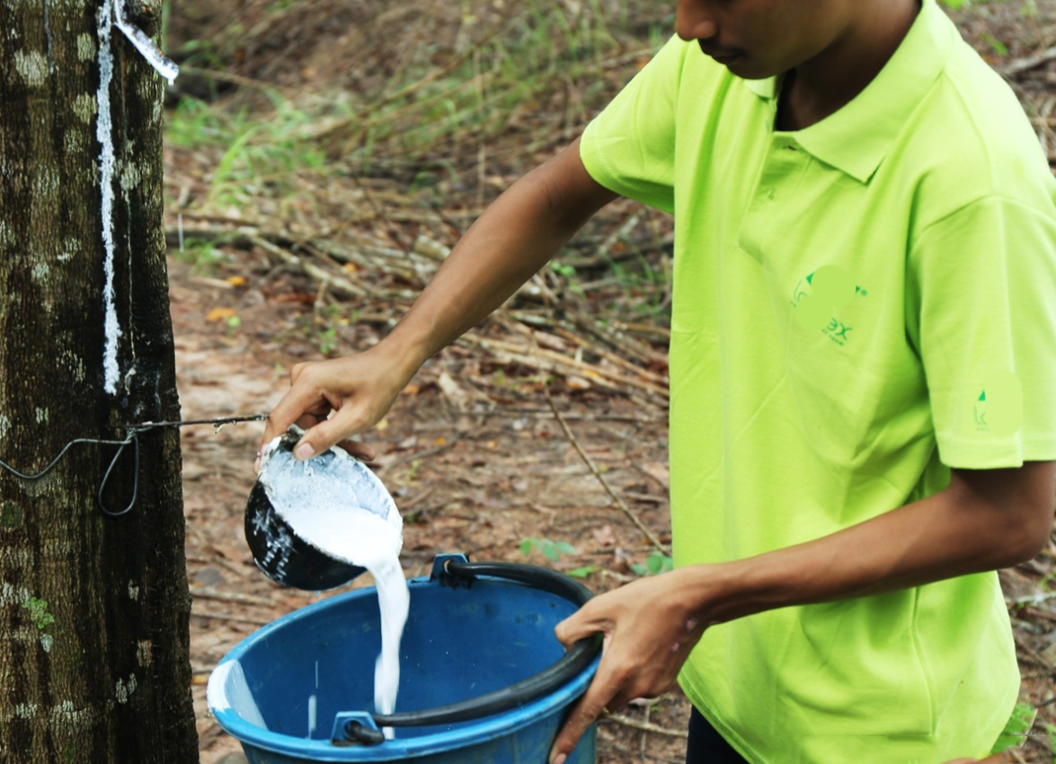 辛吉飞谈乳胶枕头到底好不好,辛吉飞乳胶枕头