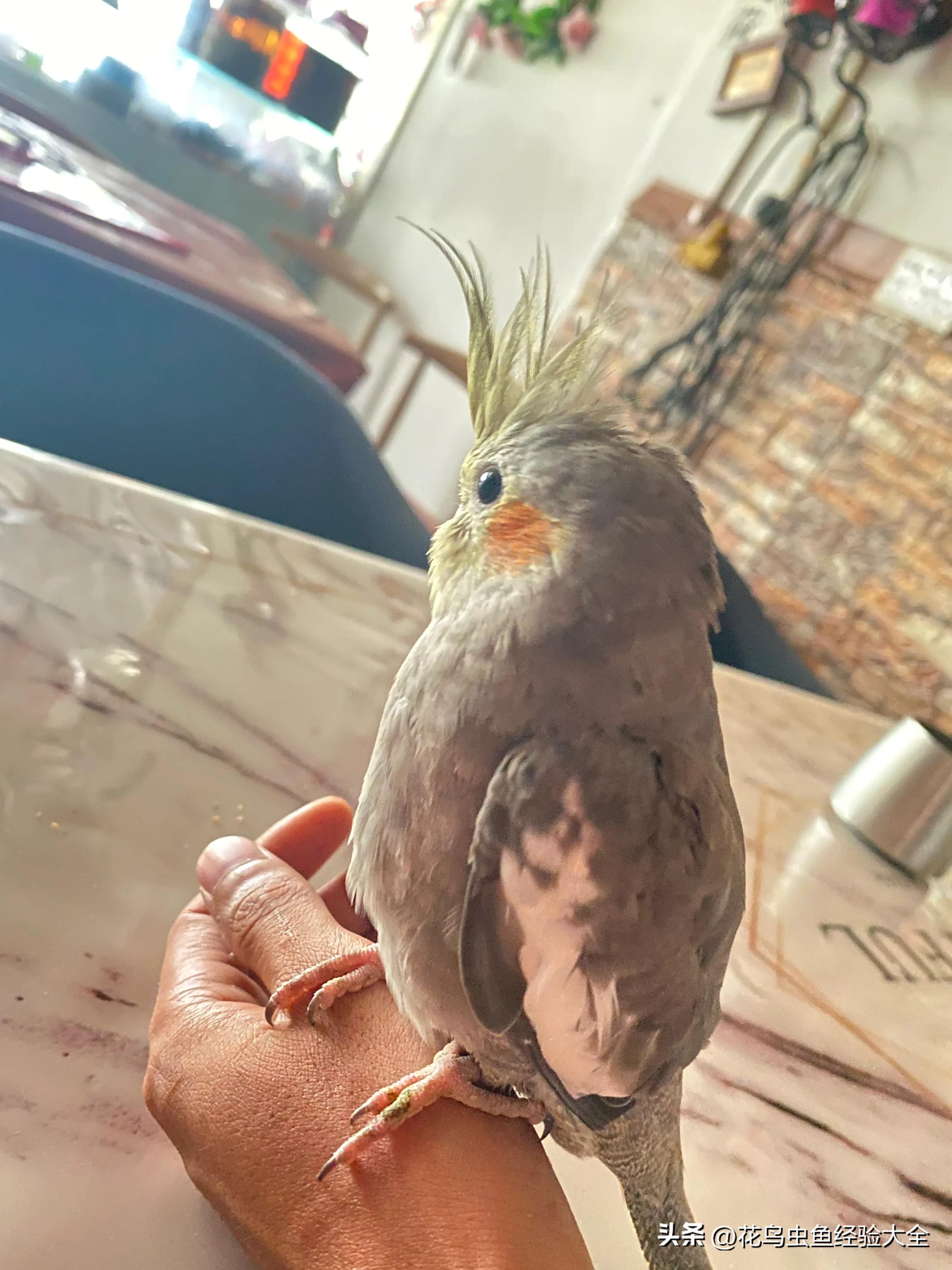 新手训玄凤鹦鹉的方法大全,虎皮鹦鹉跟玄凤鹦鹉怎么才能养熟